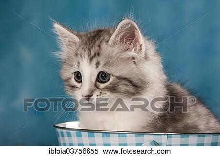 "Siberian Forest Cat, kitten" View Large Photo Image Stock Photography - "Siberian Forest Cat, kitten". Fotosearch