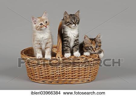 Picture - "Siberian Forest Cat, kittens, 7 weeks, in a basket". Fotosearch