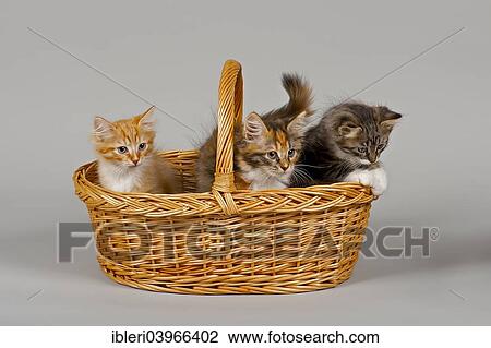 "Siberian Forest Cat, kittens, 7 weeks, in a basket" View Large Photo Image Stock Image - "Siberian Forest Cat, kittens, 7 weeks, in a basket". Fotosearch