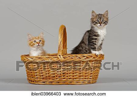 "Siberian Forest Cat, kittens, 7 weeks, in a basket" View Large Photo Image Stock Image - "Siberian Forest Cat, kittens, 7 weeks, in a basket". Fotosearch