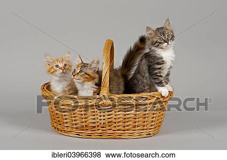 "Siberian Forest Cat, kittens, 7 weeks, in a basket" View Large Photo Image Stock Photo - "Siberian Forest Cat, kittens, 7 weeks, in a basket". Fotosearch