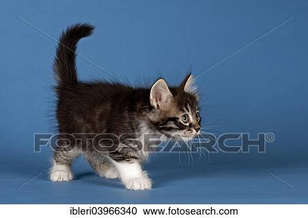 "Siberian Forest Cat or Siberian Cat, kitten" View Large Photo Image Stock Image - "Siberian Forest Cat or Siberian Cat, kitten". Fotosearch