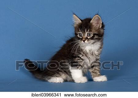 "Siberian Forest Cat or Siberian Cat, kitten" View Large Photo Image Stock Image - "Siberian Forest Cat or Siberian Cat, kitten". Fotosearch