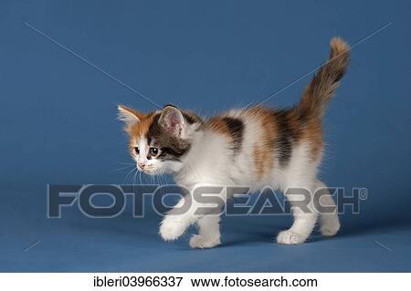"Siberian Forest Cat or Siberian Cat, kitten" View Large Photo Image Stock Photo - "Siberian Forest Cat or Siberian Cat, kitten". Fotosearch