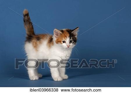 "Siberian Forest Cat or Siberian Cat, kitten" View Large Photo Image Stock Photo - "Siberian Forest Cat or Siberian Cat, kitten". Fotosearch