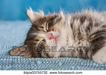 "Siberian Forest Cat, sleeping kitten" View Large Photo Image Stock Image - "Siberian Forest Cat, sleeping kitten". Fotosearch