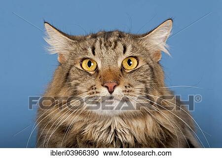 Siberian Forest Cat View Large Photo Image Stock Image - Siberian Forest Cat. Fotosearch