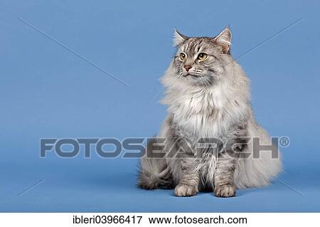 Siberian Forest Cat View Large Photo Image Stock Photo - Siberian Forest Cat. Fotosearch