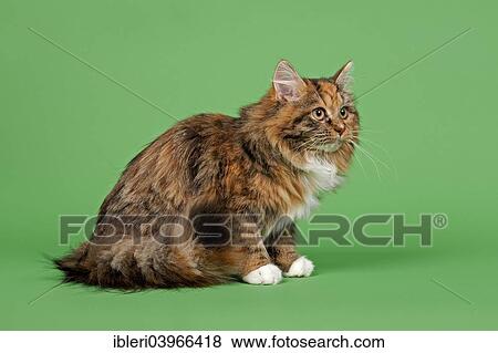 Stock Photo - Siberian Forest Cat. Fotosearch