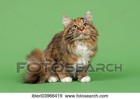 Siberian Forest Cat View Large Photo Image Stock Photo - Siberian Forest Cat. Fotosearch