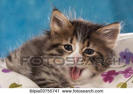 Stock Image - "Siberian Forest Cat, yawning kitten". Fotosearch