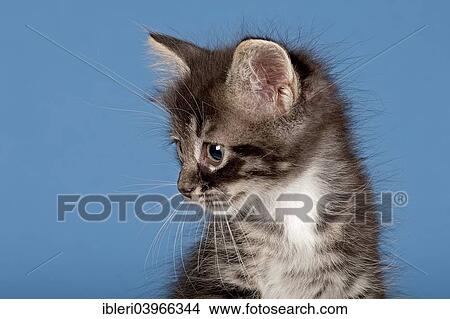 "Siberian Forest kitten, 7 weeks" View Large Photo Image Picture - "Siberian Forest kitten, 7 weeks". Fotosearch