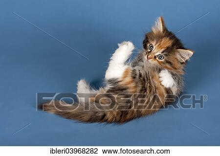 "Siberian Forest kitten, 7 weeks" View Large Photo Image Stock Image - "Siberian Forest kitten, 7 weeks". Fotosearch