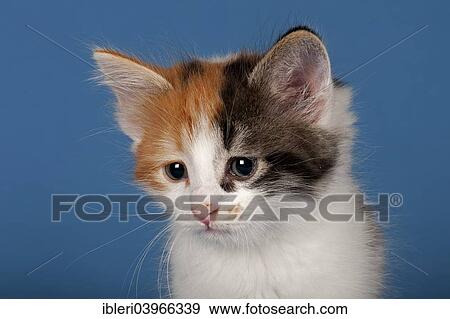 Stock Photo - "Siberian Forest kitten, 7 weeks". Fotosearch