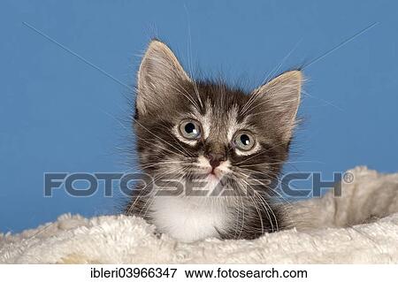 "Siberian Forest kitten, 7 weeks" View Large Photo Image Stock Photo - "Siberian Forest kitten, 7 weeks". Fotosearch