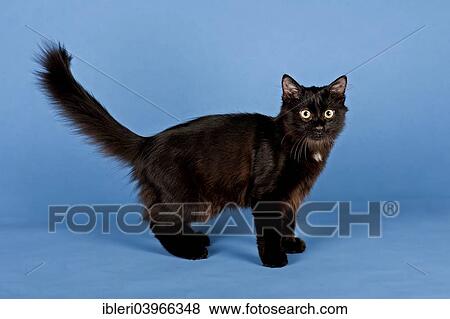 "Siberian Forest kitten, 7 weeks" View Large Photo Image Stock Photo - "Siberian Forest kitten, 7 weeks". Fotosearch