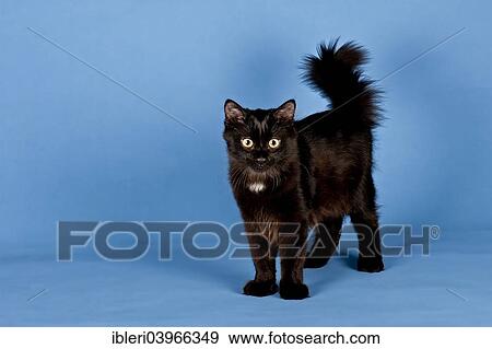 "Siberian Forest kitten, 7 weeks" View Large Photo Image Stock Photo - "Siberian Forest kitten, 7 weeks". Fotosearch