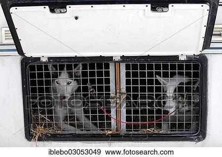 "Siberian Huskies behind bars in a transport vehicle, 6th International Sled Dog Race, 26-27/01/2013, Inzell, Bavaria, Germany, Europe" View Large Photo Image Stock Photo - "Siberian Huskies behind bars in a transport vehicle, 6th International Sled Dog Race, 26-27/01/2013, Inzell, Bavaria, Germany, Europe". Fotosearch
