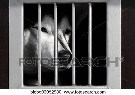 Stock Image - "Siberian Husky behind bars in a transport vehicle, 6th International Sled Dog Race, 26-27/01/2013, Inzell, Bavaria, Germany, Europe". Fotosearch