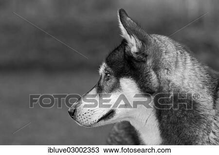 "Siberian Husky,, Nordic sled dog, male, one year, portrait, Germany, Europe" View Large Photo Image Stock Image - "Siberian Husky,, Nordic sled dog, male, one year, portrait, Germany, Europe". Fotosearch