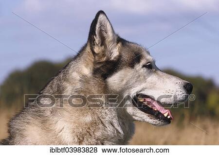 Siberian Husky View Large Photo Image Stock Photo - Siberian Husky. Fotosearch