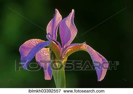 "Siberian Iris (Iris sibirica), flower, backlit, Asbach, Bad Hersfeld, Hesse, Germany, Europe" View Large Photo Image Stock Photo - "Siberian Iris (Iris sibirica), flower, backlit, Asbach, Bad Hersfeld, Hesse, Germany, Europe". Fotosearch