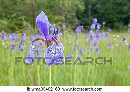 "Siberian Iris (Iris sibirica), North Hesse, Hesse, Germany, Europe" View Large Photo Image Stock Image - "Siberian Iris (Iris sibirica), North Hesse, Hesse, Germany, Europe". Fotosearch