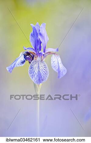 "Siberian Iris (Iris sibirica), North Hesse, Hesse, Germany, Europe" View Large Photo Image Stock Image - "Siberian Iris (Iris sibirica), North Hesse, Hesse, Germany, Europe". Fotosearch