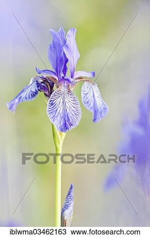 Stock Image - "Siberian Iris (Iris sibirica), North Hesse, Hesse, Germany, Europe". Fotosearch