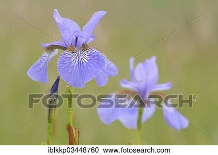 Stock Image - "Siberian Iris (Iris sibirica) on a wet meadow, Eilenburg, Saxony, Germany, Europe". Fotosearch