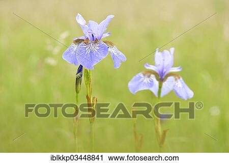"Siberian Iris (Iris sibirica) on a wet meadow, Eilenburg, Saxony, Germany, Europe" View Large Photo Image Stock Image - "Siberian Iris (Iris sibirica) on a wet meadow, Eilenburg, Saxony, Germany, Europe". Fotosearch