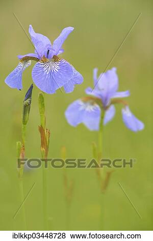 "Siberian Iris (Iris sibirica) on a wet meadow, Eilenburg, Saxony, Germany, Europe" View Large Photo Image Stock Photo - "Siberian Iris (Iris sibirica) on a wet meadow, Eilenburg, Saxony, Germany, Europe". Fotosearch