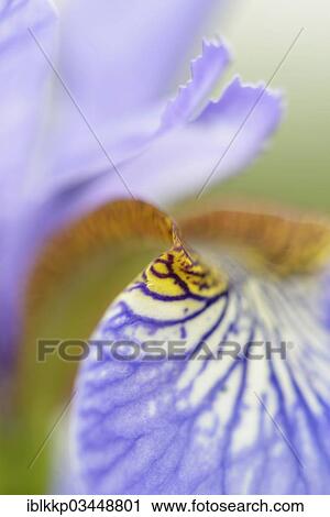 "Siberian Iris (Iris sibirica), Eilenburg, Saxony, Germany, Europe" View Large Photo Image Stock Image - "Siberian Iris (Iris sibirica), Eilenburg, Saxony, Germany, Europe". Fotosearch
