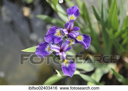 "Siberian Iris (Iris sibirica), Thuringia, Germany, Europe" View Large Photo Image Stock Photograph - "Siberian Iris (Iris sibirica), Thuringia, Germany, Europe". Fotosearch