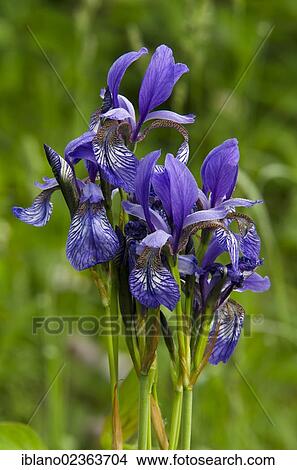 "Siberian Iris (Iris sibirica), Woergl, Tyrol, Austria, Europe" View Large Photo Image Picture - "Siberian Iris (Iris sibirica), Woergl, Tyrol, Austria, Europe". Fotosearch