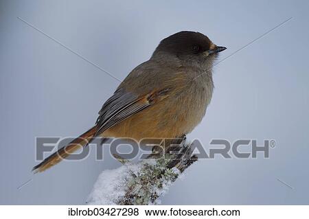"Siberian Jay (Perisoreus infaustus) in winter, Kuusamo, Northern Ostrobothnia, Finland, Europe" View Large Photo Image Stock Photo - "Siberian Jay (Perisoreus infaustus) in winter, Kuusamo, Northern Ostrobothnia, Finland, Europe". Fotosearch