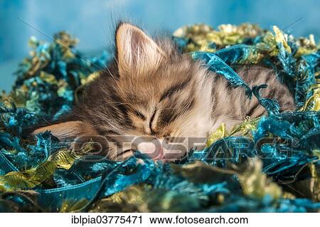 "Siberian or Siberian Forest Cat, kitten" View Large Photo Image Stock Image - "Siberian or Siberian Forest Cat, kitten". Fotosearch