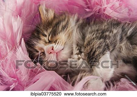 "Siberian or Siberian Forest Cat, kitten" View Large Photo Image Stock Image - "Siberian or Siberian Forest Cat, kitten". Fotosearch