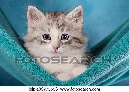 "Siberian or Siberian Forest Cat, kitten" View Large Photo Image Stock Photograph - "Siberian or Siberian Forest Cat, kitten". Fotosearch