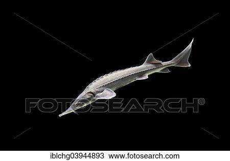 Stock Image - Siberian Sturgeon (Acipenser baerii). Fotosearch