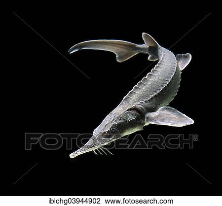 Siberian Sturgeon (Acipenser baerii) View Large Photo Image Stock Image - Siberian Sturgeon (Acipenser baerii). Fotosearch