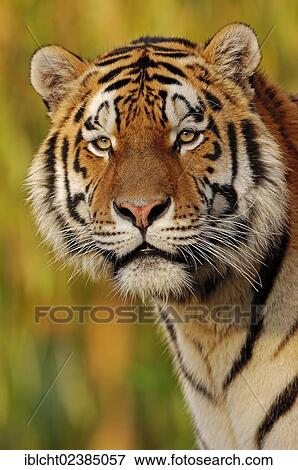 "Siberian Tiger or Amur Tiger (Panthera tigris altaica), portrait, native to Asia, in captivity, Germany, Europe" View Large Photo Image Stock Photo - "Siberian Tiger or Amur Tiger (Panthera tigris altaica), portrait, native to Asia, in captivity, Germany, Europe". Fotosearch