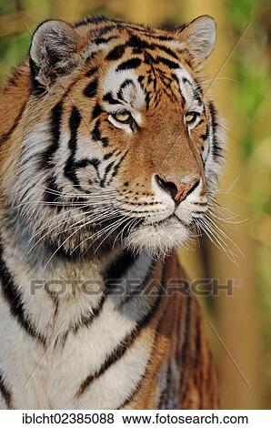 "Siberian Tiger or Amur Tiger (Panthera tigris altaica), portrait, native to Asia, in captivity, Netherlands, Europe" View Large Photo Image Stock Photo - "Siberian Tiger or Amur Tiger (Panthera tigris altaica), portrait, native to Asia, in captivity, Netherlands, Europe". Fotosearch