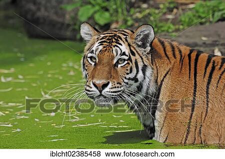 "Siberian Tiger or Amur tiger (Panthera tigris altaica) in the water, native to Asia, in captivity, Netherlands, Europe" View Large Photo Image Stock Photo - "Siberian Tiger or Amur tiger (Panthera tigris altaica) in the water, native to Asia, in captivity, Netherlands, Europe". Fotosearch