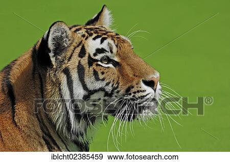"Siberian Tiger or Amur tiger (Panthera tigris altaica), native to Asia, in captivity, Netherlands, Europe" View Large Photo Image Stock Photo - "Siberian Tiger or Amur tiger (Panthera tigris altaica), native to Asia, in captivity, Netherlands, Europe". Fotosearch