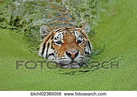 Stock Photograph - "Siberian Tiger or Amur Tiger (Panthera tigris altaica) in water, native to Asia, in captivity, Germany, Europe". Fotosearch