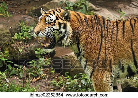 "Siberian Tiger (Panthera tigris altaica), baring its teeth, Nuremberg Zoo, Am Tiergarten 30, Nuremberg, Middle Franconia, Bavaria, Germany, Europe" View Large Photo Image Picture - "Siberian Tiger (Panthera tigris altaica), baring its teeth, Nuremberg Zoo, Am Tiergarten 30, Nuremberg, Middle Franconia, Bavaria, Germany, Europe". Fotosearch