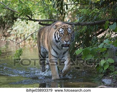 "Siberian Tiger (Panthera tigris altaica), Duisburg Zoo, Duisburg, North Rhine-Westphalia, Germany, Europe" View Large Photo Image Stock Photo - "Siberian Tiger (Panthera tigris altaica), Duisburg Zoo, Duisburg, North Rhine-Westphalia, Germany, Europe". Fotosearch