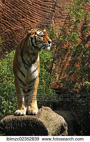 Stock Photo - "Siberian Tiger (Panthera tigris altaica) standing with wet fur on a tree trunk, Nuremberg Zoo, Am Tiergarten 30, Nuremberg, Middle Franconia, Bavaria, Germany, Europe". Fotosearch