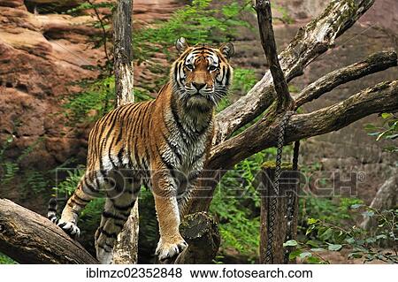 "Siberian Tiger (Panthera tigris altaica) standing on a dead tree, Nuremberg Zoo, Am Tiergarten 30, Nuremberg, Middle Franconia, Bavaria, Germany, Europe" View Large Photo Image Stock Photo - "Siberian Tiger (Panthera tigris altaica) standing on a dead tree, Nuremberg Zoo, Am Tiergarten 30, Nuremberg, Middle Franconia, Bavaria, Germany, Europe". Fotosearch